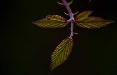 F3D24841-892A-4365-BFEE-05850D8ABCED_1_201_a.jpeg