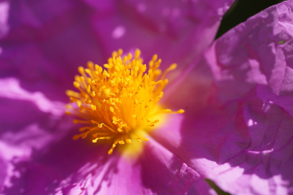 Répondre à l'appel des couleurs des fleurs