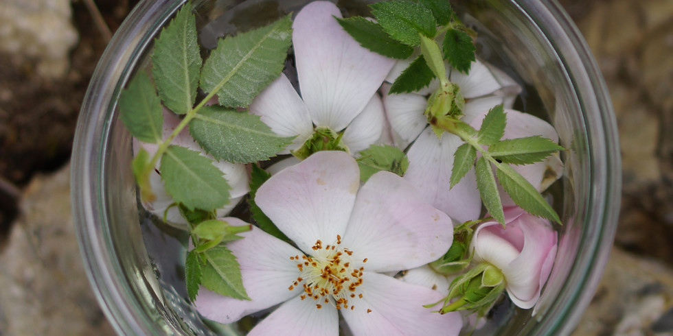 Plantes protectrices du Féminin