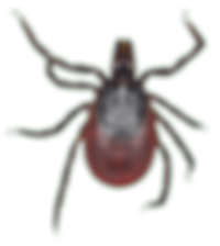 Ixodes ricinus