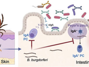 Maladies vectorielles, leaky gut, MCAS, EM/CFS?