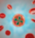 Babesia piroplasm