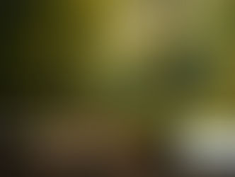 Giornata Internazionale delle Foreste