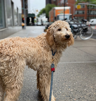Waffles The Labradoodle