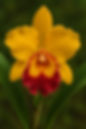 Orquídea Blc. Várzea Paulista