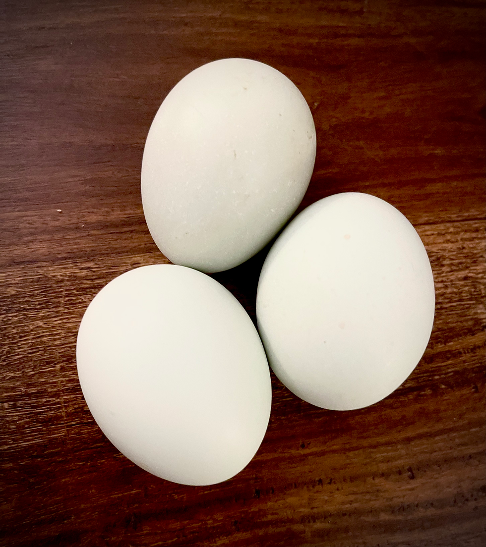 Thumbnail: Lavender Silkied Ameraucana