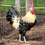 Thumbnail: Shetland Hen