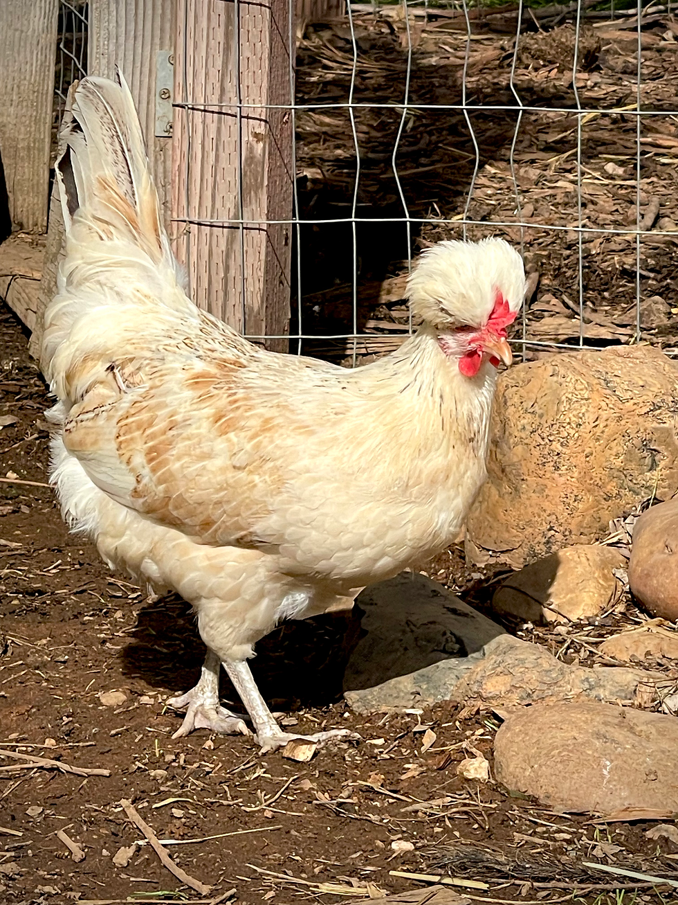 Thumbnail: Shetland Hen