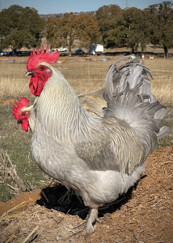 Birchen Color Lavender Birchen Marans | Seeking Eden Permaculture
