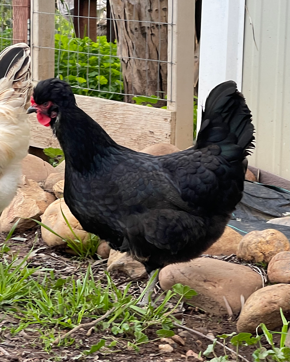 Thumbnail: Shetland Hen