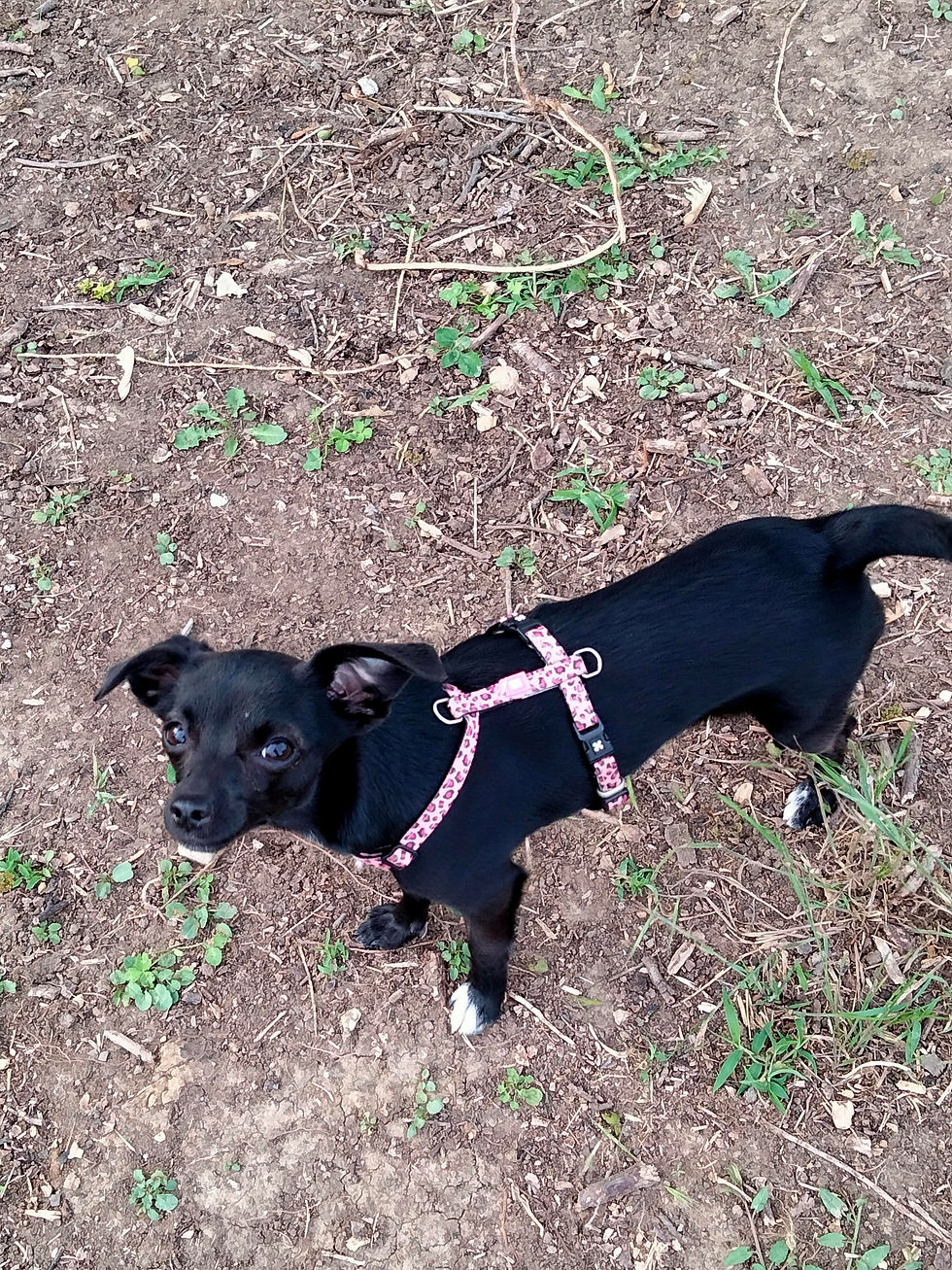 Frida