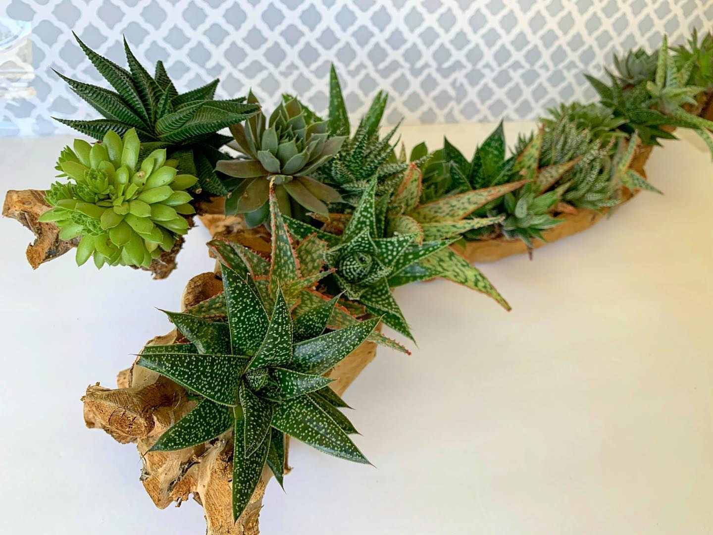 Driftwood Succulent Custom Arrangement