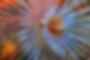 tubeworm-cabo-cope-puntas-del-calnegre-regional-p-2022-02-14-13-44-27-utc.jpg
