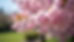 Eye-level view of a blossoming cherry tree in a suburban garden