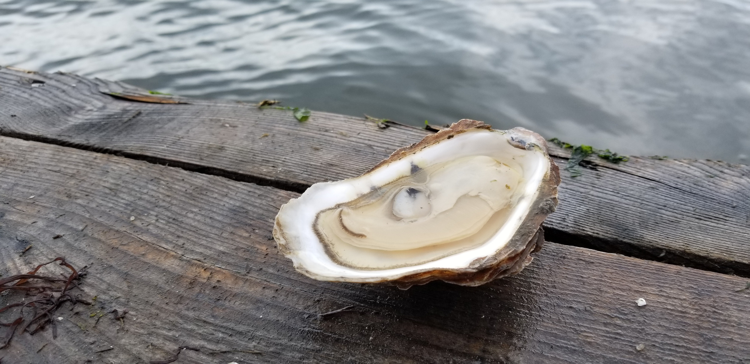 Explore Our Products Great Bay Oysters Superior Oysters