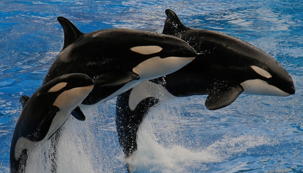 Killer Whales Go Through Menopause Too.