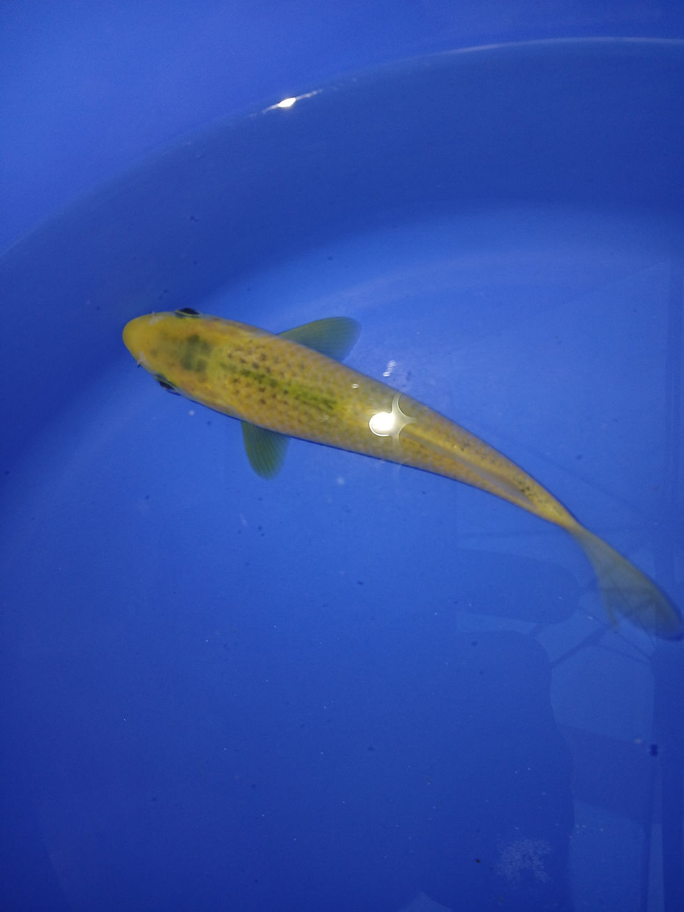 Thumbnail: GOLDEN CORN,TOSAI