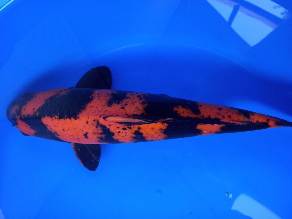Thumbnail: HI UTSURI,SHINODA KOI FARM