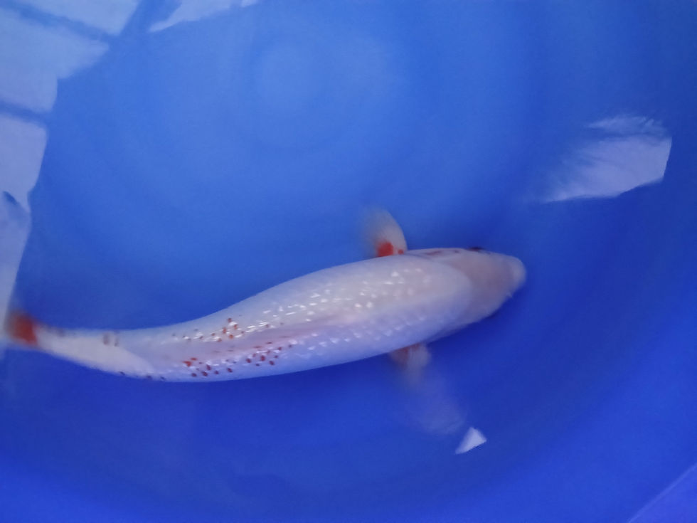 Thumbnail: GIN RIN(YUKI)SNOW ASAGI