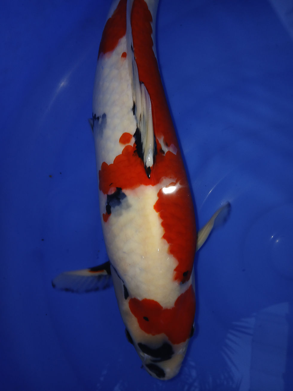 Thumbnail: KINDAI SHOWA(JUMBO NISAI)