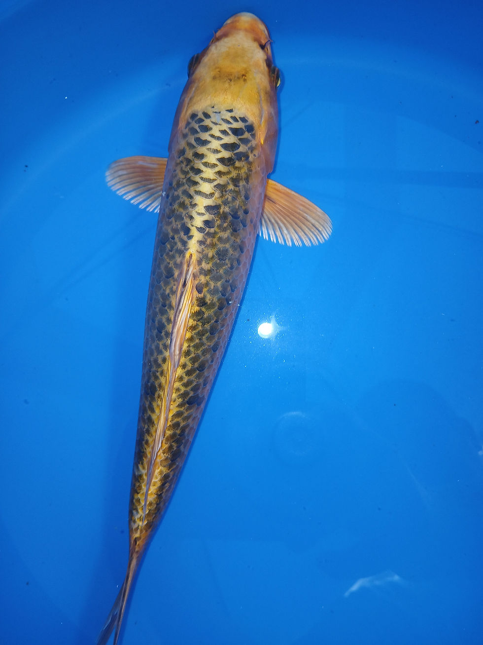 Thumbnail: KIN MATSUBA,MARUSEI