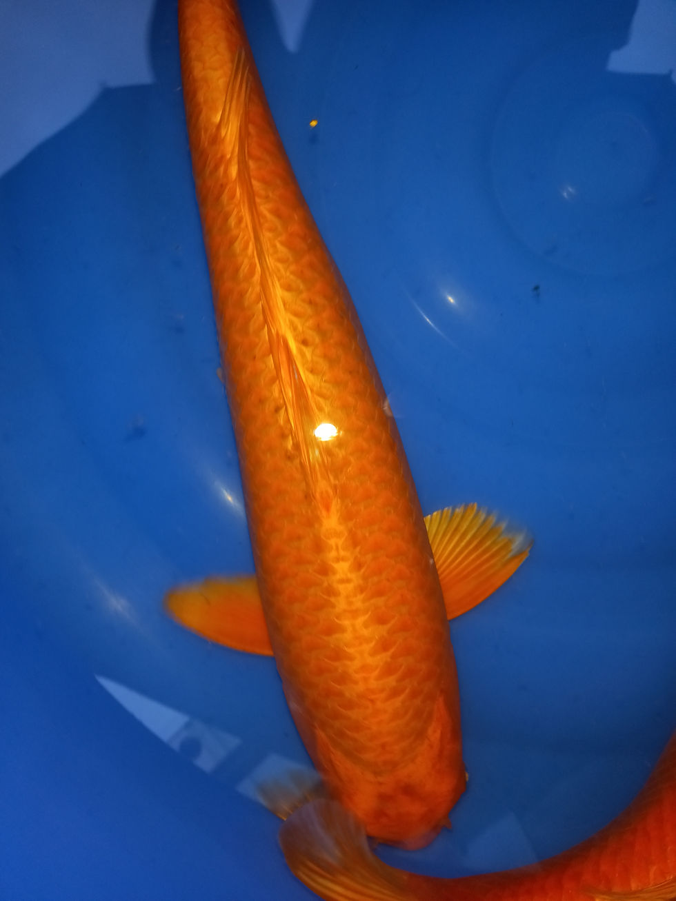 Thumbnail: MARUDO ORENJI 