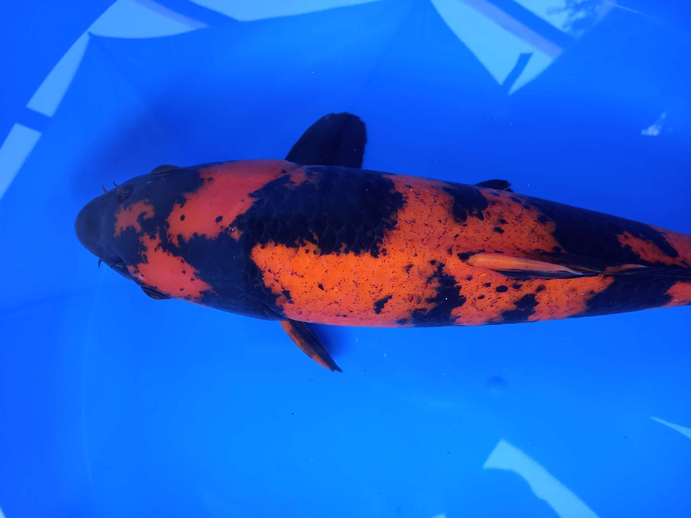 Thumbnail: HI UTSURI,SHINODA KOI FARM