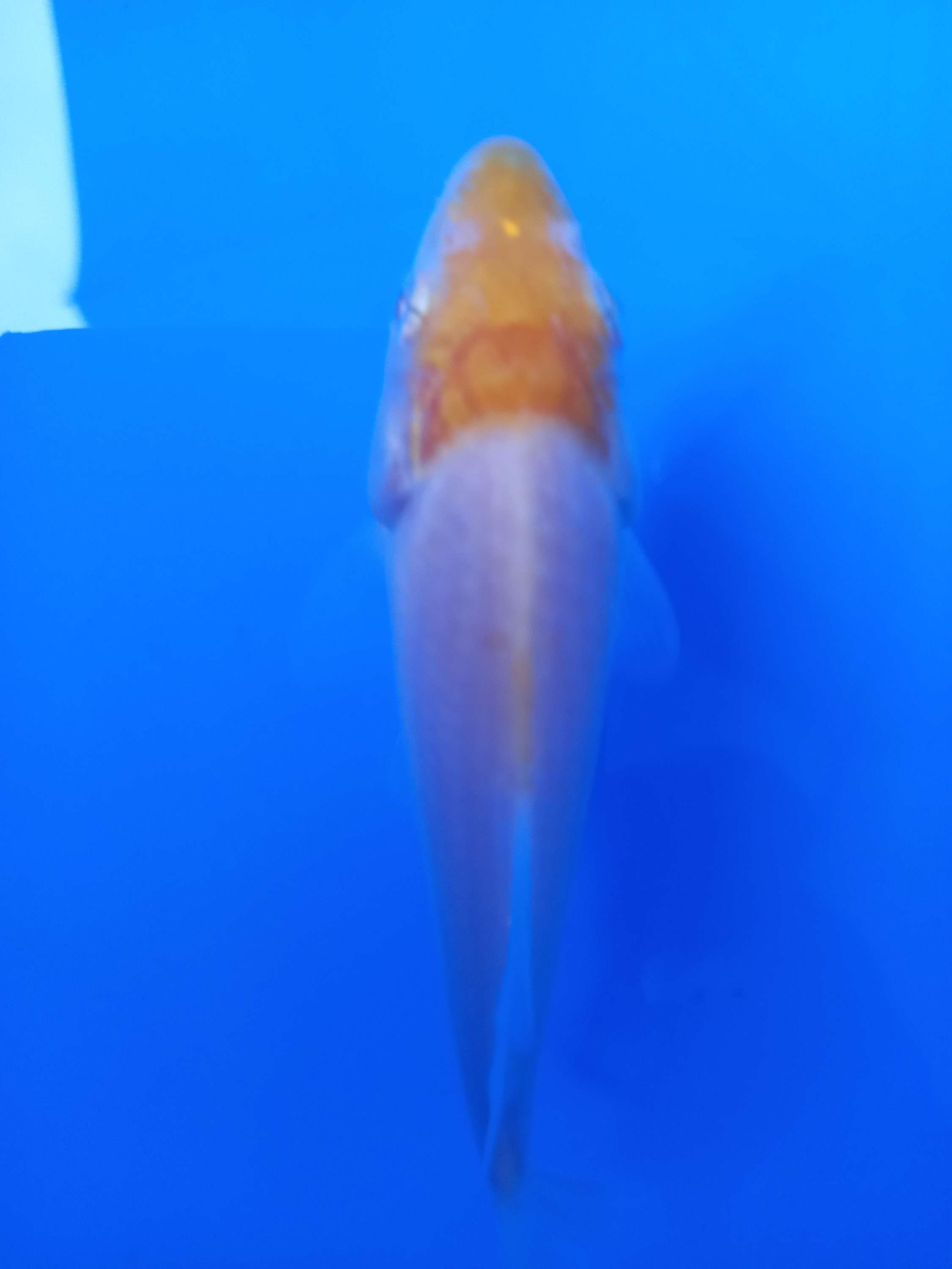 SFF YELLOW MAGIC,TOSAI