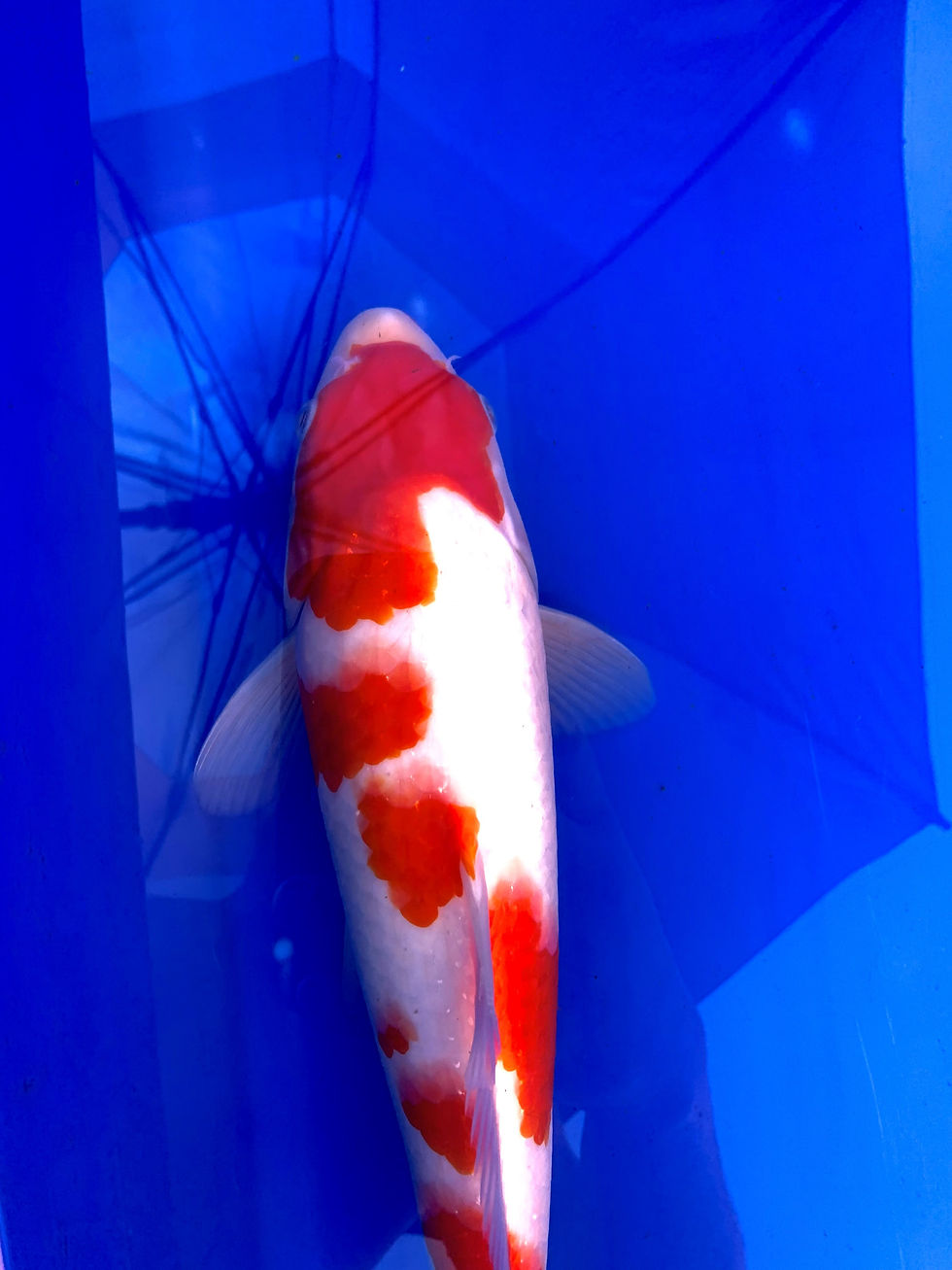 Thumbnail: Kohaku