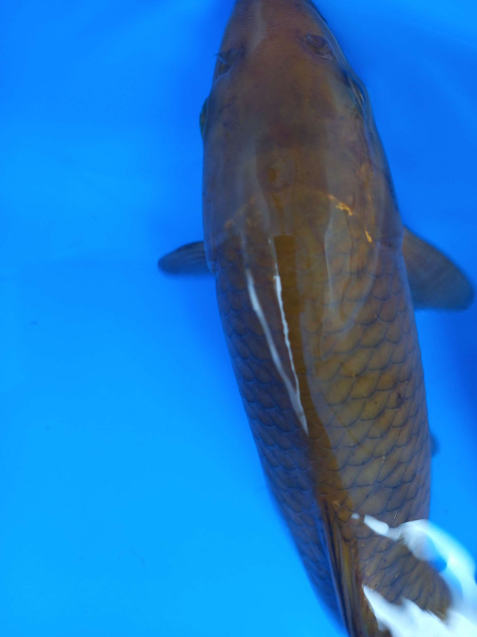 Thumbnail: CHAGOI,JUMBO TOSAI