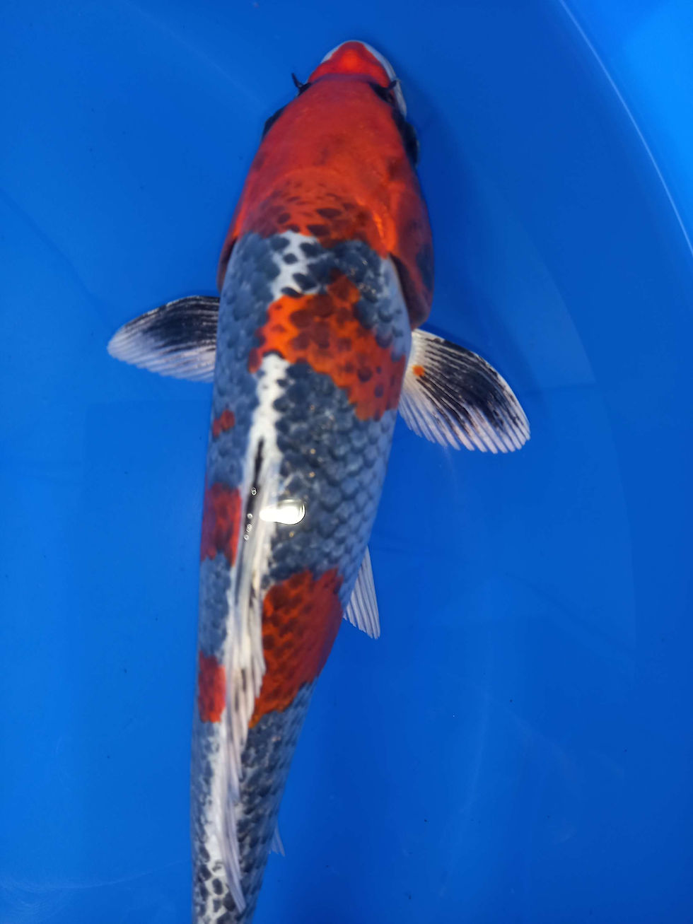 Thumbnail: BENI GINGA,JUMBO TOSAI