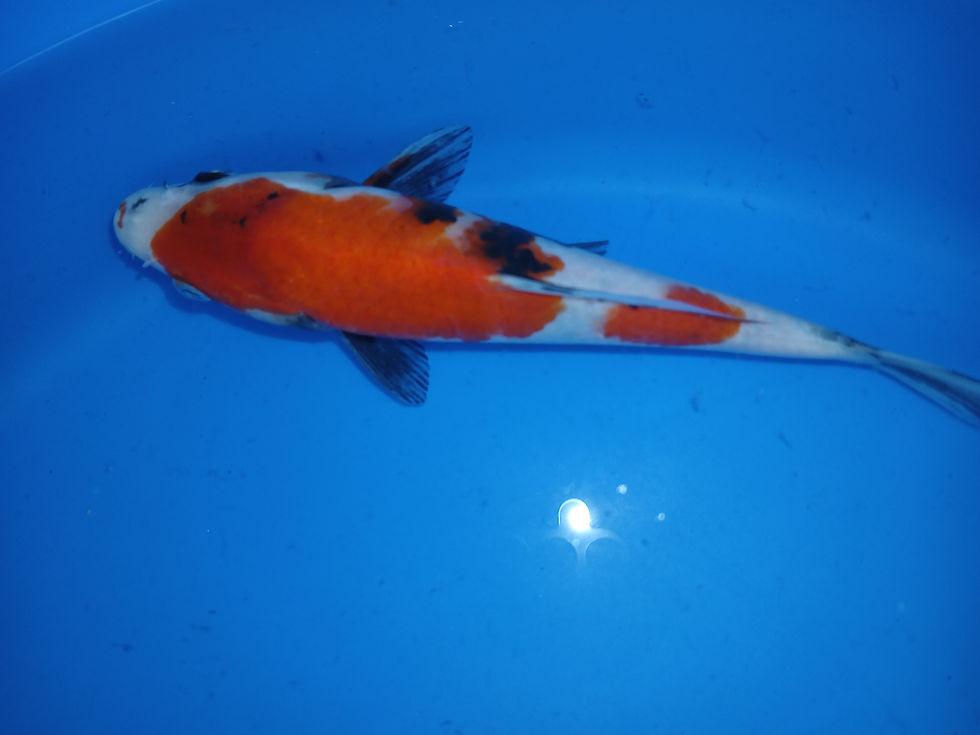 Thumbnail: VHQ "PANDORA" SHOWA/KINDAI