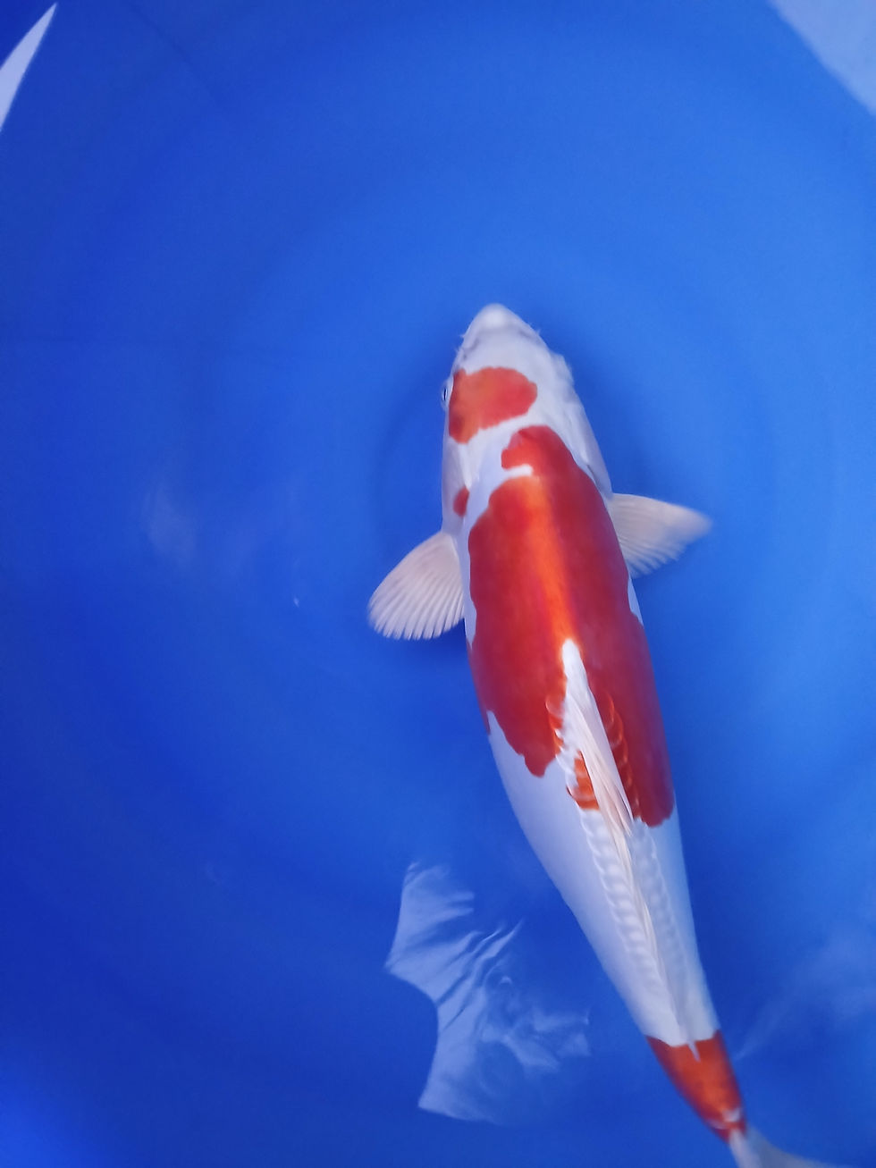 Thumbnail: KIKUSUI,NISAI