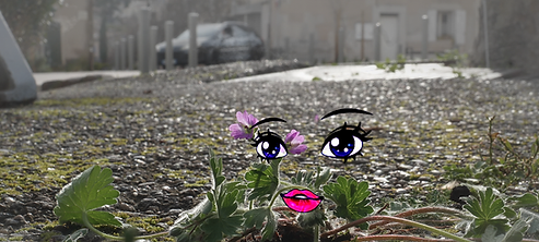 le géranium molle.png