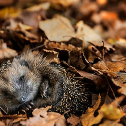 hedgehog.jpeg