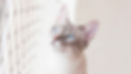 tela-protecao-gato.jpg
