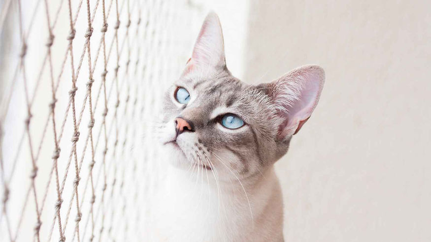 tela-protecao-gato.jpg