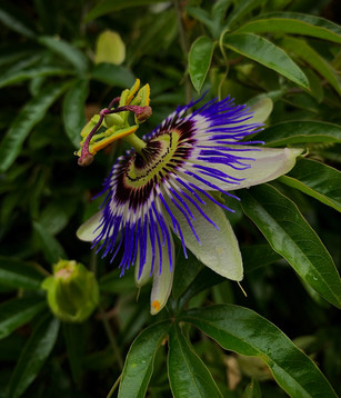 Passiflore