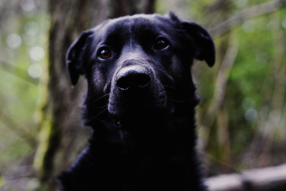 Rally - he has been an incredible companion and showing me an incredible way to look at the world.