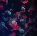 jellyfish.jpeg