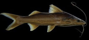 Dos nuevas especies de Bagre son descritas para Colombia por investigador de la UT