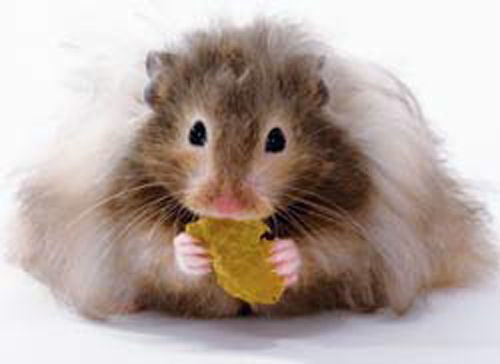 teddy bear hamster
