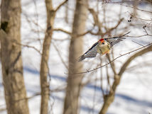 Wildlife (47 of 8).jpg