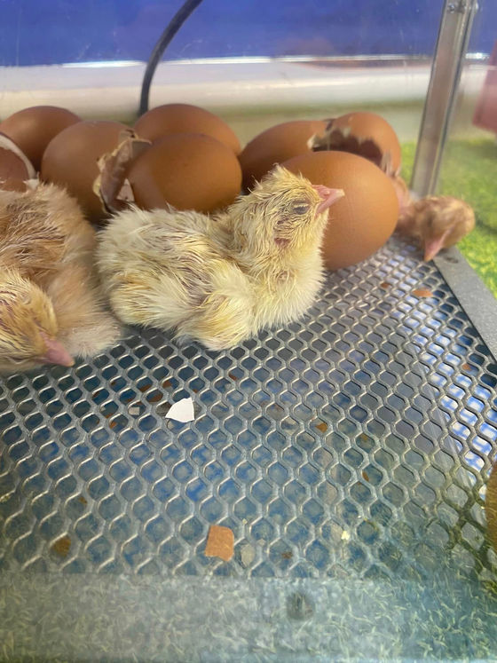 Chicks visit Early Years!