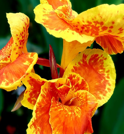 Canna Lily