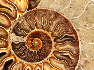 Paleontology Is A Crucial Study For Everybody