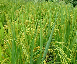 Agrigenomics.jpeg