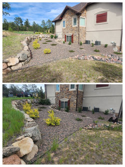 Before and after of side yard: overgrown shrubs replaced by mowed grass and neatly pruned bushes.