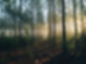 steven-kamenar-MMJx78V7xS8-unsplash.jpeg