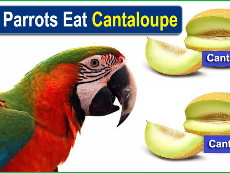Can Parrots Eat Cantaloupe (Seeds + Leaves)? Nutritional & Safety Tips